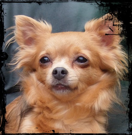 Gypsy, ons 4jarig meisje op rust
